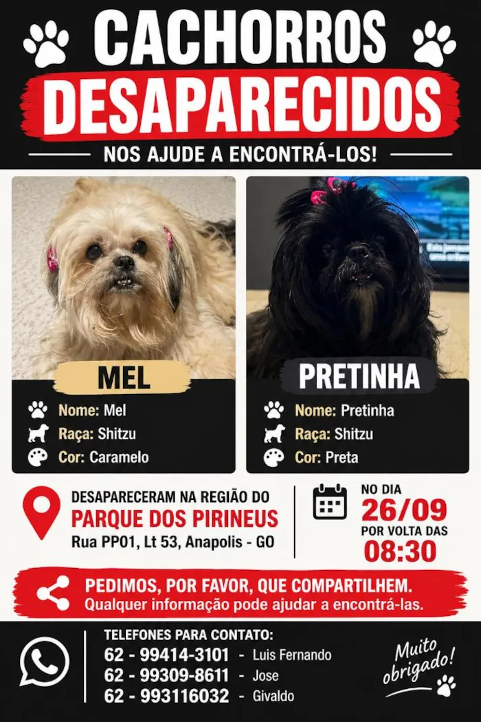 Cachorro raça Shitzu idade 6 ou mais anos nome Mel / Pretinha