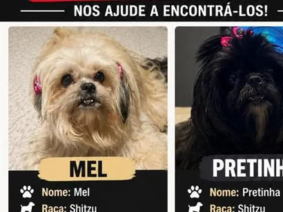 Cachorro raça Shitzu idade 6 ou mais anos nome Mel / Pretinha