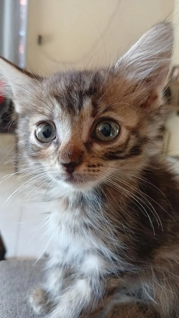 Gato raça SRD-ViraLata idade 2 a 6 meses nome Jenna