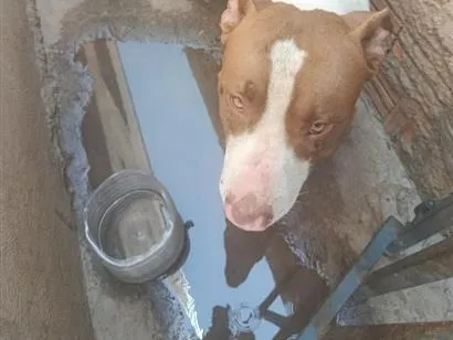 Cachorro raça Pit-Bull idade 1 ano nome Lucky