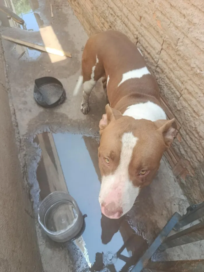 Cachorro raça Pit-Bull idade 1 ano nome Lucky