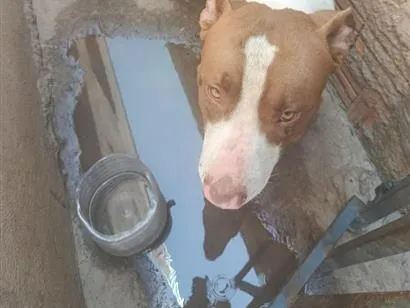 Cachorro raça Pit-Bull idade 1 ano nome Lucky