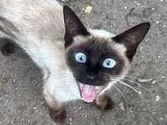 Gato raça Siamês idade 2 a 6 meses nome Sem nome 