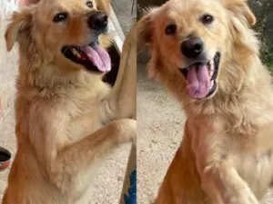Cachorro raça SRD-ViraLata idade 1 ano nome Apollo