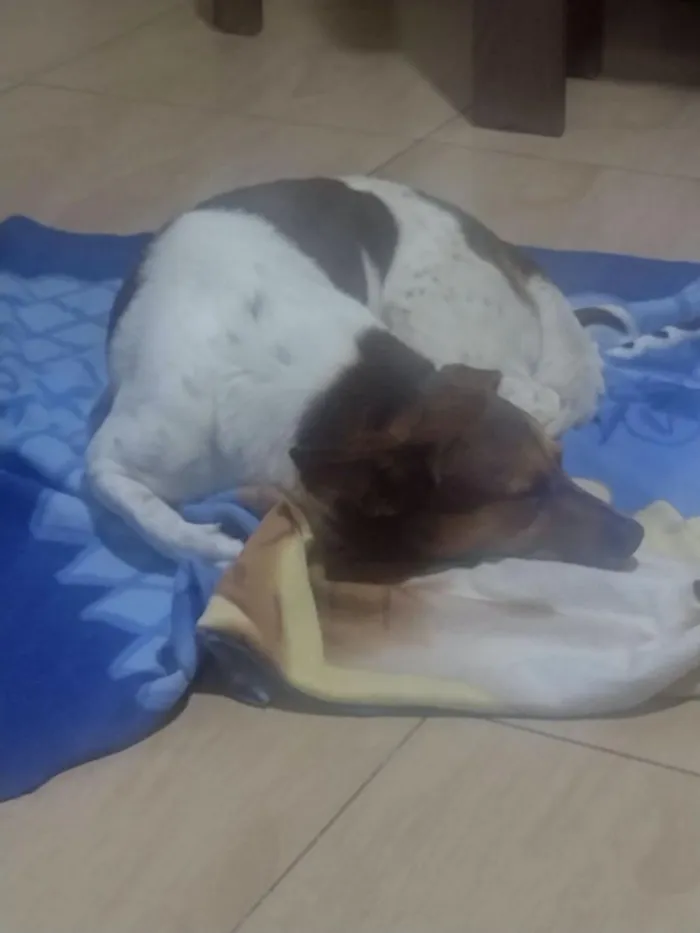 Cachorro raça SRD-ViraLata idade 6 ou mais anos nome Nike
