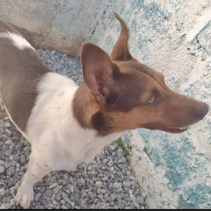 Cachorro raça SRD-ViraLata idade 6 ou mais anos nome Nike