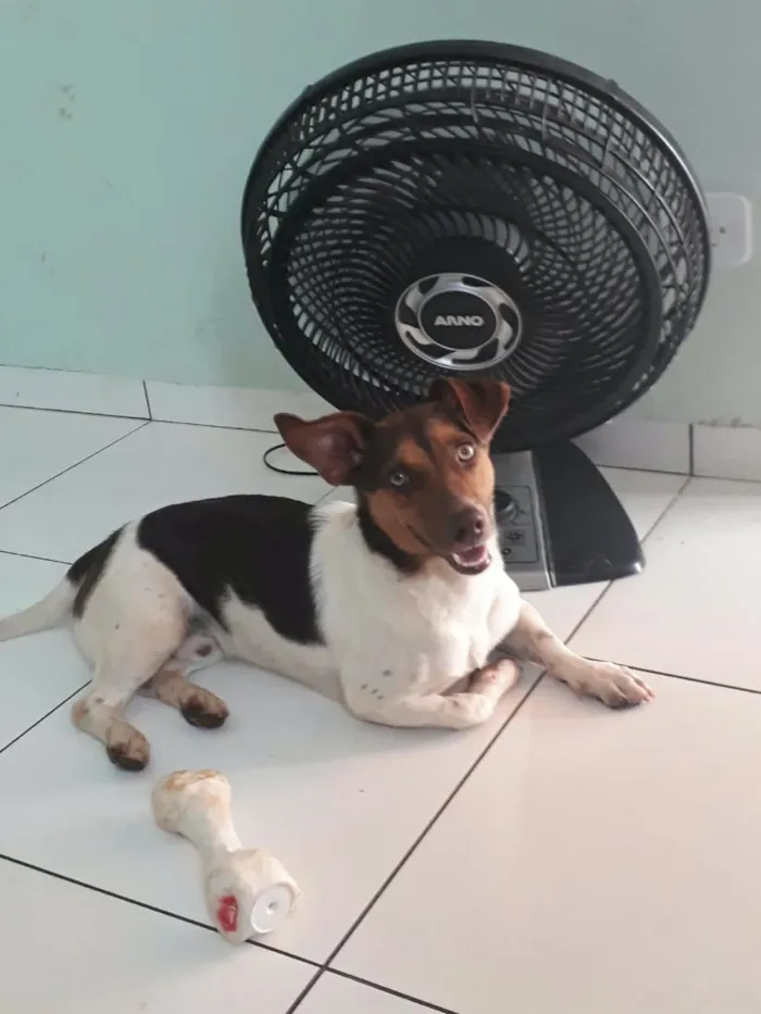 Cachorro raça SRD-ViraLata idade 6 ou mais anos nome Nike