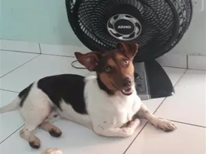 Cachorro raça SRD-ViraLata idade 6 ou mais anos nome Nike