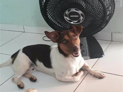 Cachorro raça SRD-ViraLata idade 6 ou mais anos nome Nike