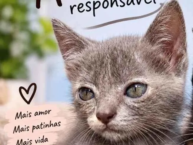 Gato raça SRD-ViraLata idade 2 a 6 meses nome Cinzinha 
