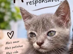 Gato raça SRD-ViraLata idade 2 a 6 meses nome Cinzinha 