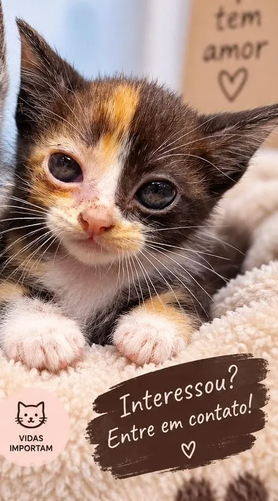 Gato raça SRD-ViraLata idade Abaixo de 2 meses nome Lindinha 