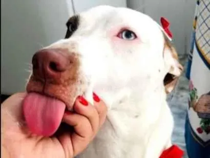 Cachorro raça SRD-ViraLata idade 1 ano nome Pandora