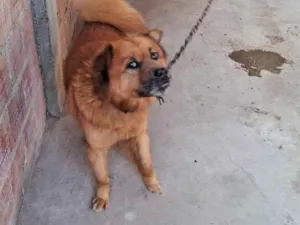 Cachorro raça SRD-ViraLata idade 6 ou mais anos nome Frederico