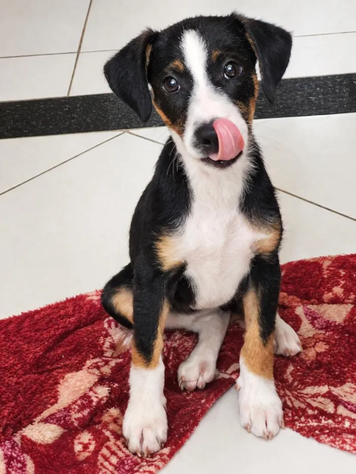 Cachorro raça SRD-ViraLata idade 2 a 6 meses nome Layra