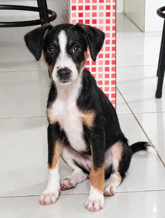 Cachorro raça SRD-ViraLata idade 2 a 6 meses nome Layra