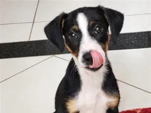 Cachorro raça SRD-ViraLata idade 2 a 6 meses nome Layra