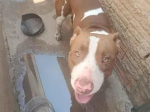 Cachorro raça Pit-Bull idade 1 ano nome Lucky