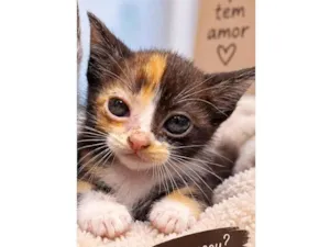 Gato raça SRD-ViraLata idade Abaixo de 2 meses nome Lindinha 