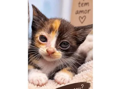 Gato raça SRD-ViraLata idade Abaixo de 2 meses nome Lindinha 