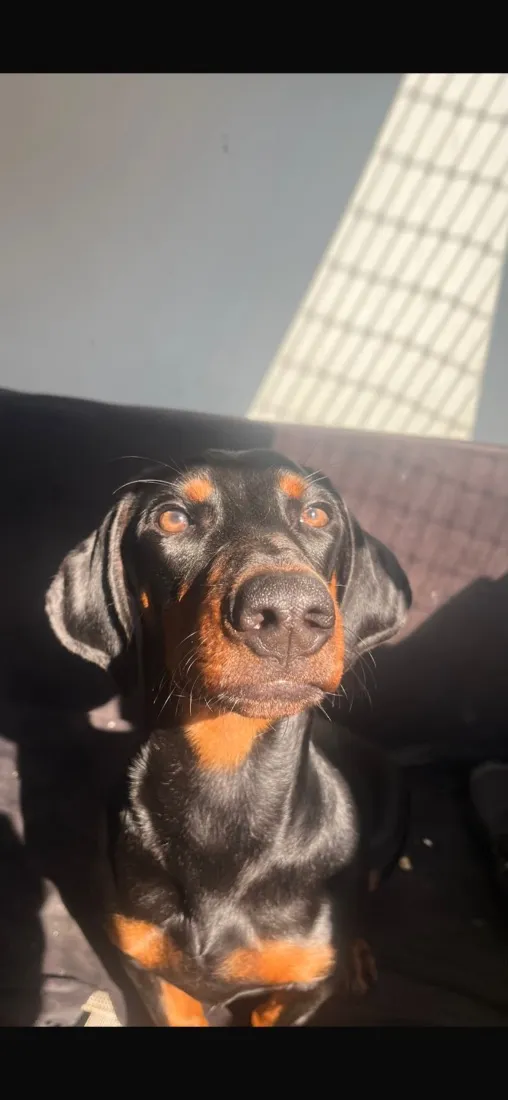 Cachorro raça SRD-ViraLata idade 7 a 11 meses nome Peter Parker