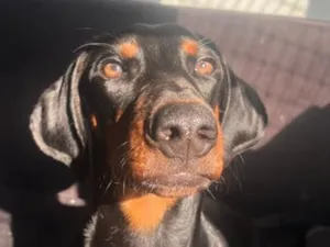 Cachorro raça SRD-ViraLata idade 7 a 11 meses nome Peter Parker