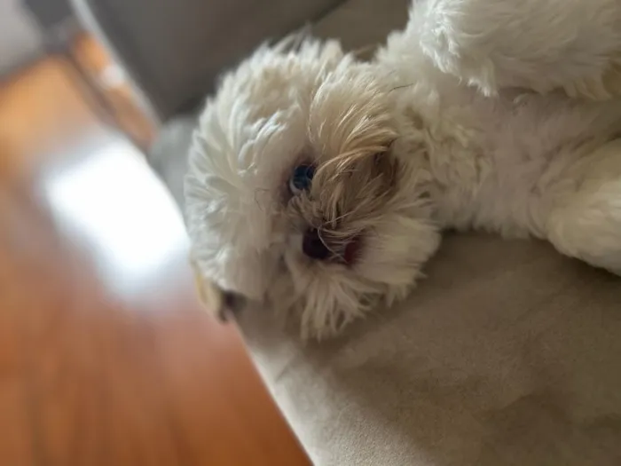 Cachorro raça Shitzu idade 7 a 11 meses nome Bingo
