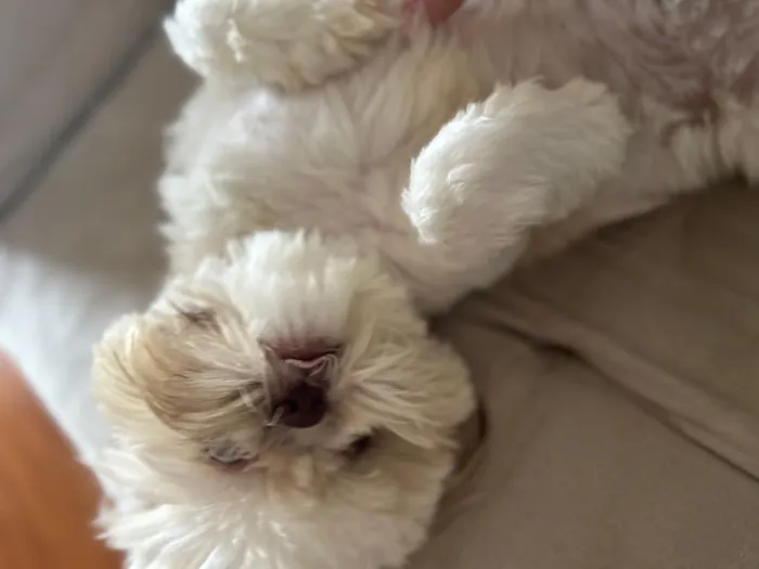 Cachorro raça Shitzu idade 7 a 11 meses nome Bingo
