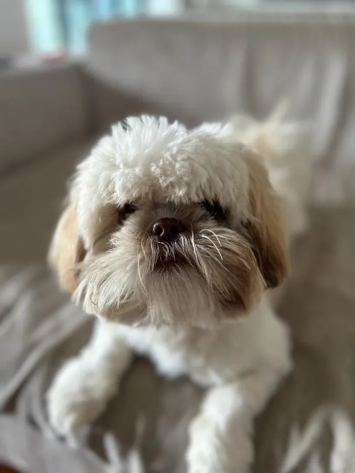Cachorro raça Shitzu idade 7 a 11 meses nome Bingo