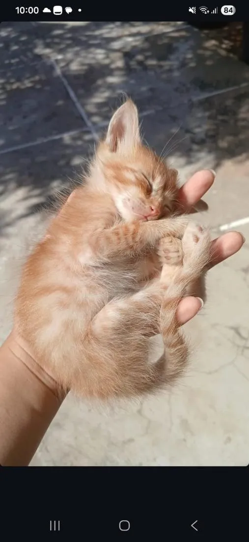 Gato raça SRD-ViraLata idade Abaixo de 2 meses nome Juca