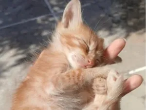 Gato raça SRD-ViraLata idade Abaixo de 2 meses nome Juca
