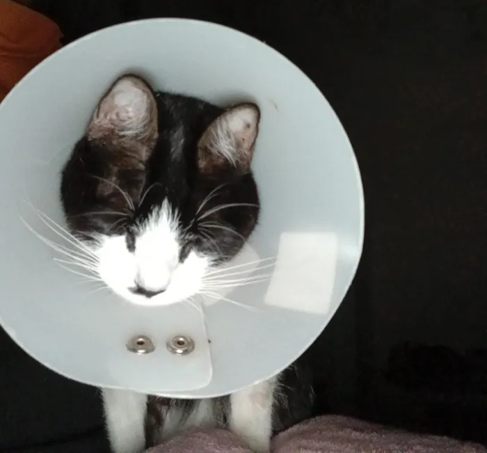 Gato raça SRD-ViraLata idade 1 ano nome Gabi  alicia