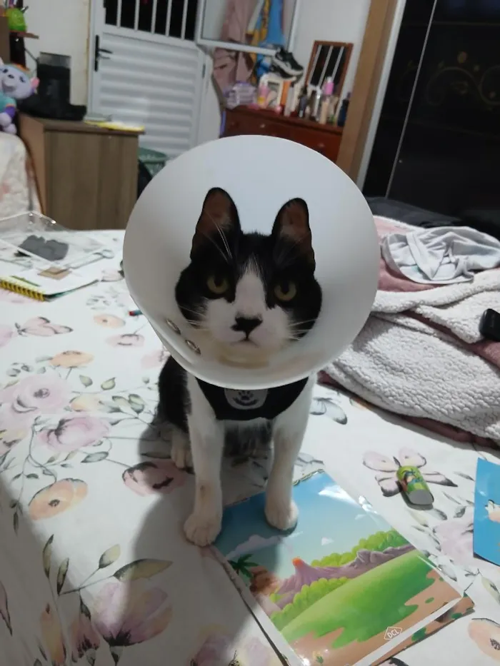 Gato raça SRD-ViraLata idade 1 ano nome Gabi  alicia
