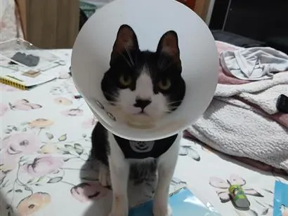 Gato raça SRD-ViraLata idade 1 ano nome Gabi  alicia