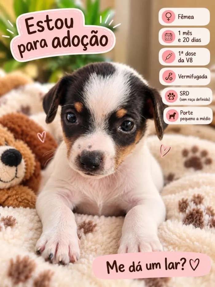 Cachorro raça SRD-ViraLata idade Abaixo de 2 meses nome Lola