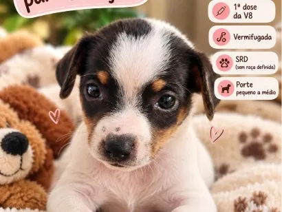 Cachorro raça SRD-ViraLata idade Abaixo de 2 meses nome Lola