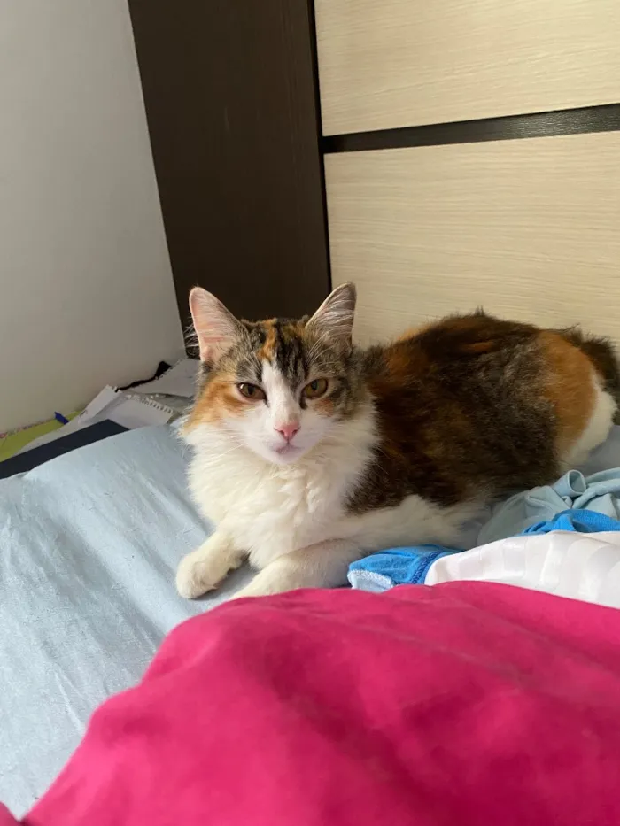 Gato raça Angorá idade 2 a 6 meses nome Mel