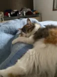 Mel