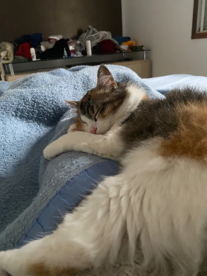Gato raça Angorá idade 2 a 6 meses nome Mel