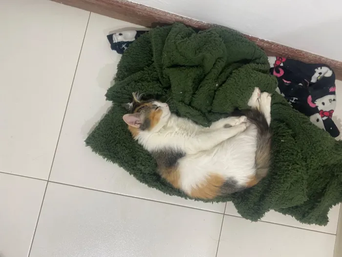 Gato raça Angorá idade 2 a 6 meses nome Mel