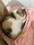 Mel
