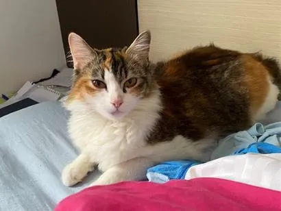 Gato raça Angorá idade 2 a 6 meses nome Mel