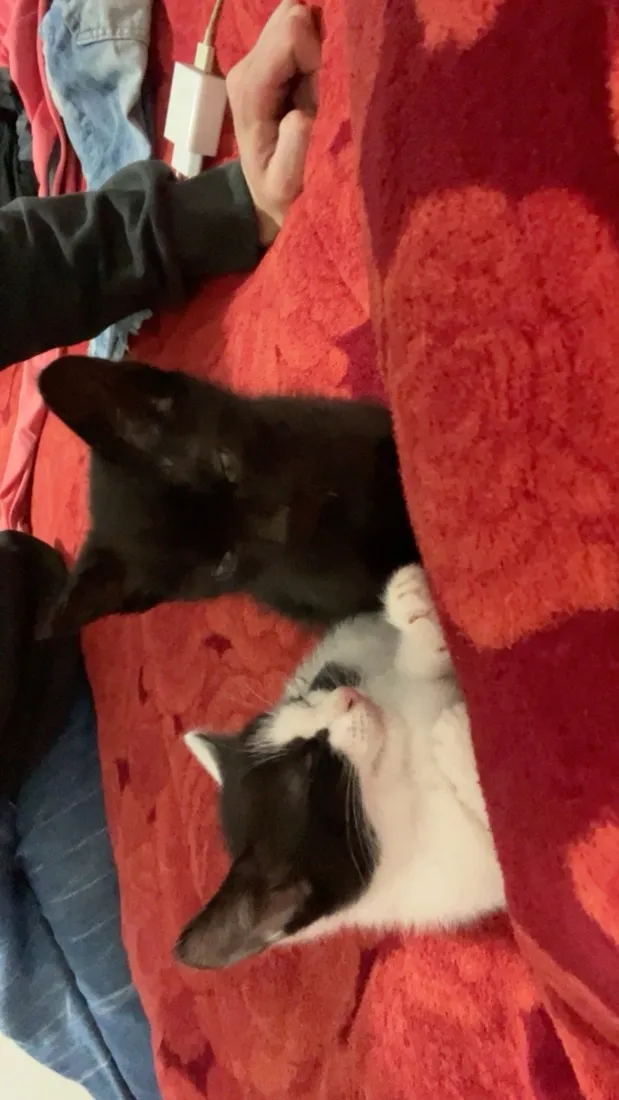 Gato raça SRD-ViraLata idade Abaixo de 2 meses nome Sol e lua 