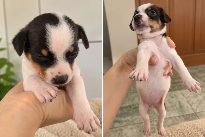 Cachorro raça SRD-ViraLata idade Abaixo de 2 meses nome Lola