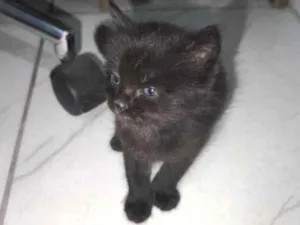 Gato raça SRD-ViraLata idade 2 a 6 meses nome Espoletinhas 