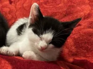 Gato raça SRD-ViraLata idade Abaixo de 2 meses nome Sol e lua 