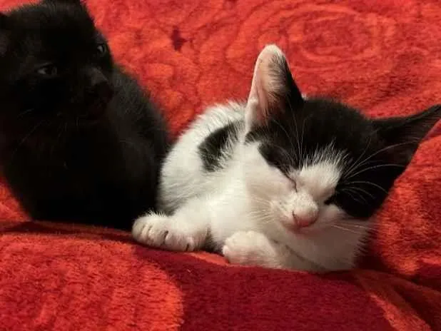 Gato raça SRD-ViraLata idade Abaixo de 2 meses nome Sol e lua 