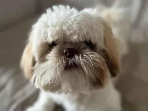 Cachorro raça Shitzu idade 7 a 11 meses nome Bingo