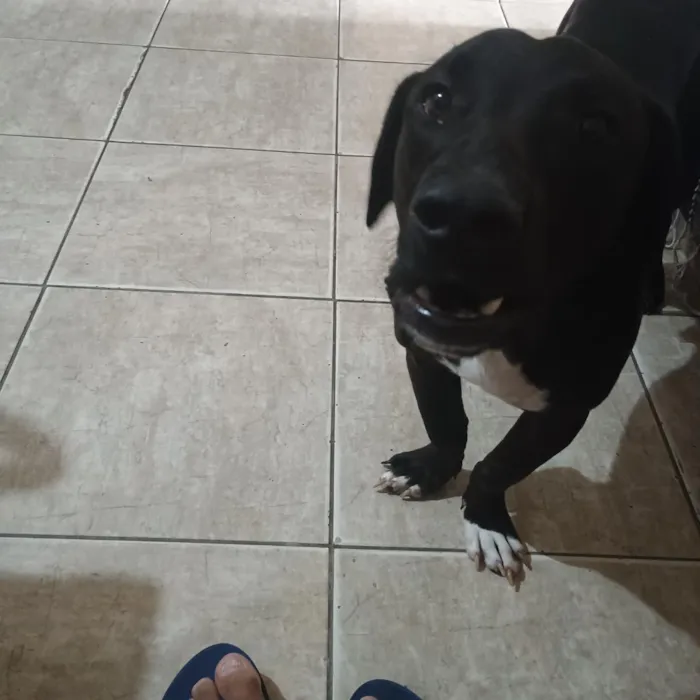Cachorro raça SRD-ViraLata idade 2 anos nome Lupin