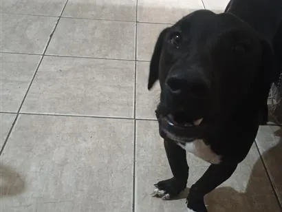 Cachorro raça SRD-ViraLata idade 2 anos nome Lupin